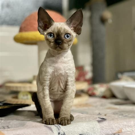 These kittens are seal pointed and have blue eyes. . Devon rex kittens for sale indiana